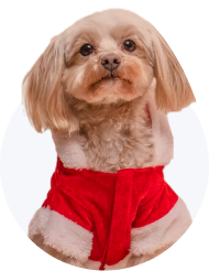 Pet Grooming Services